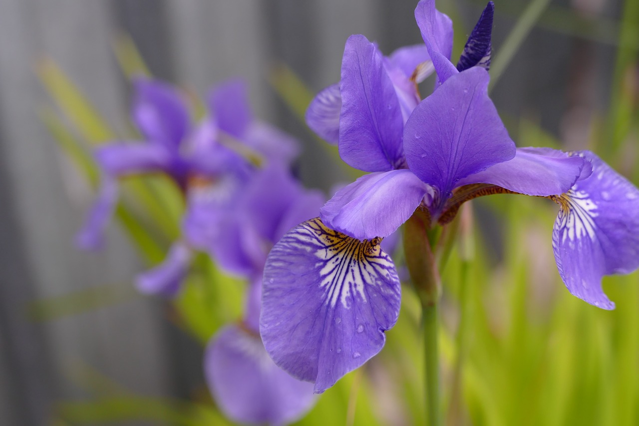 a killer whale  garden  flower free photo