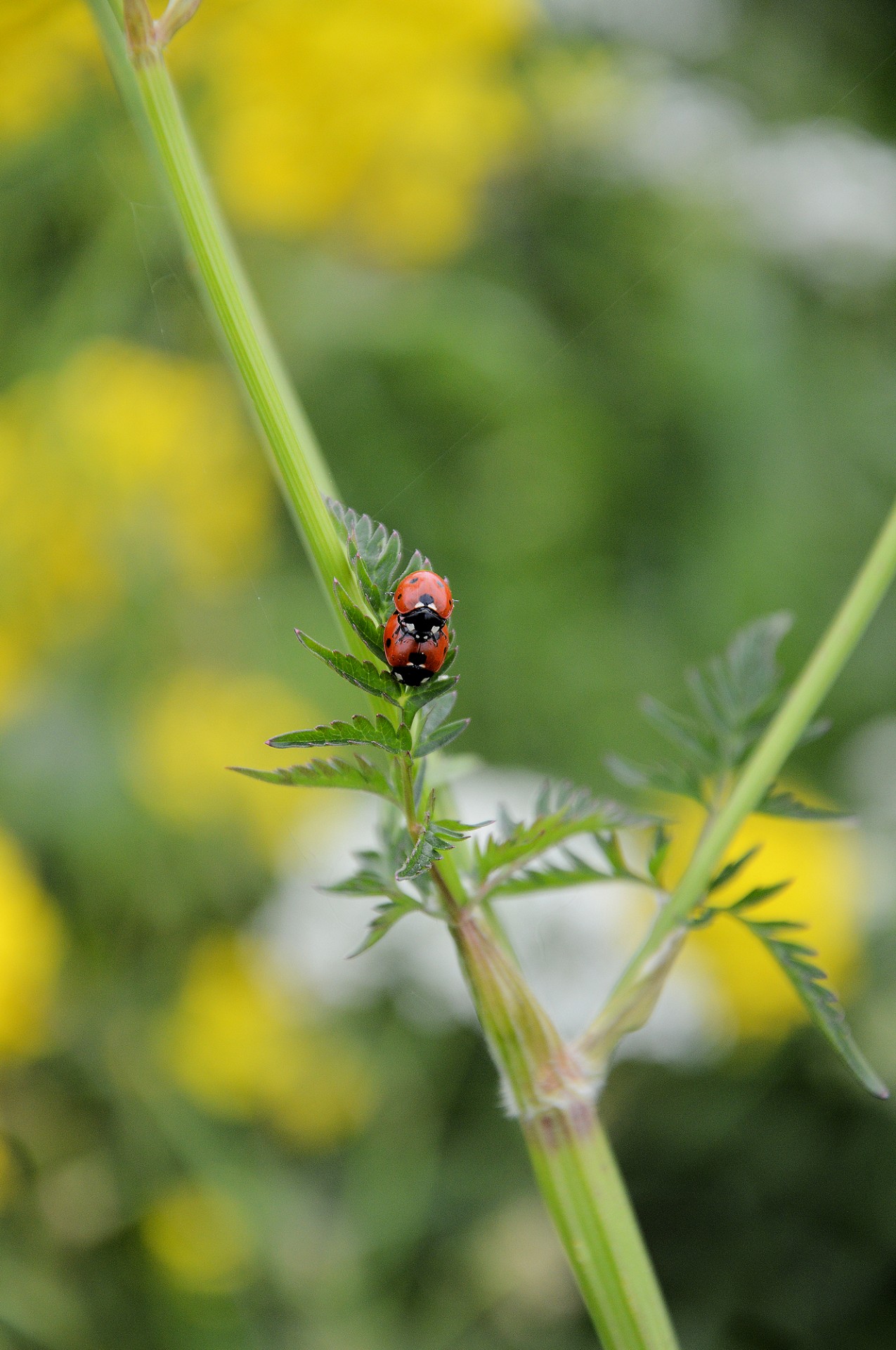 ladybug insect animal free photo