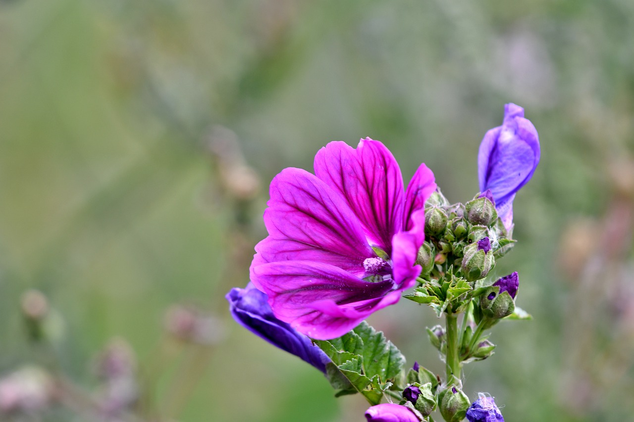 a large mallow  flowers  purple free photo