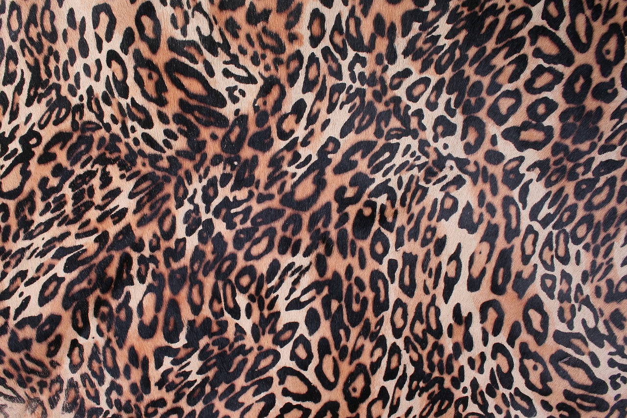 a leopard leather chiba free photo