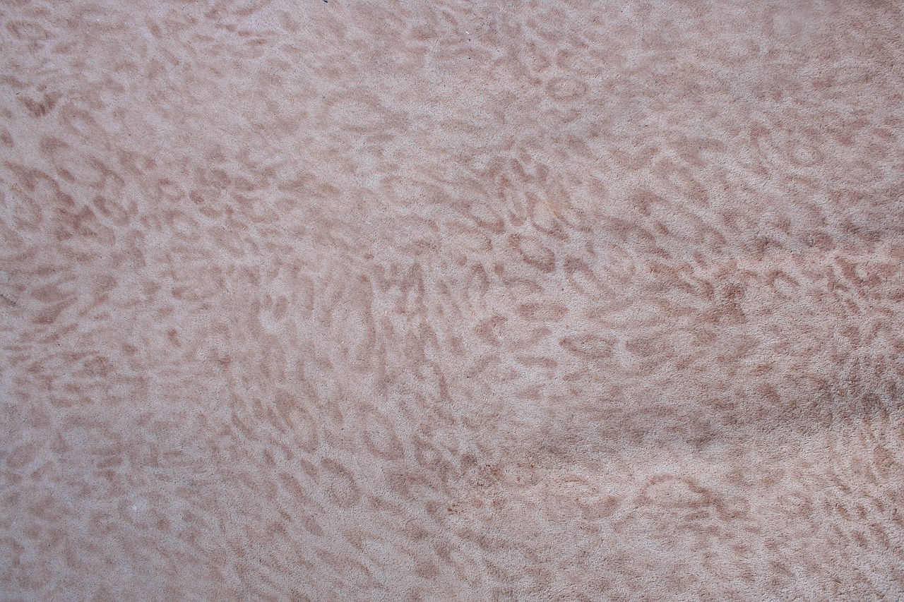 a leopard leather chiba free photo