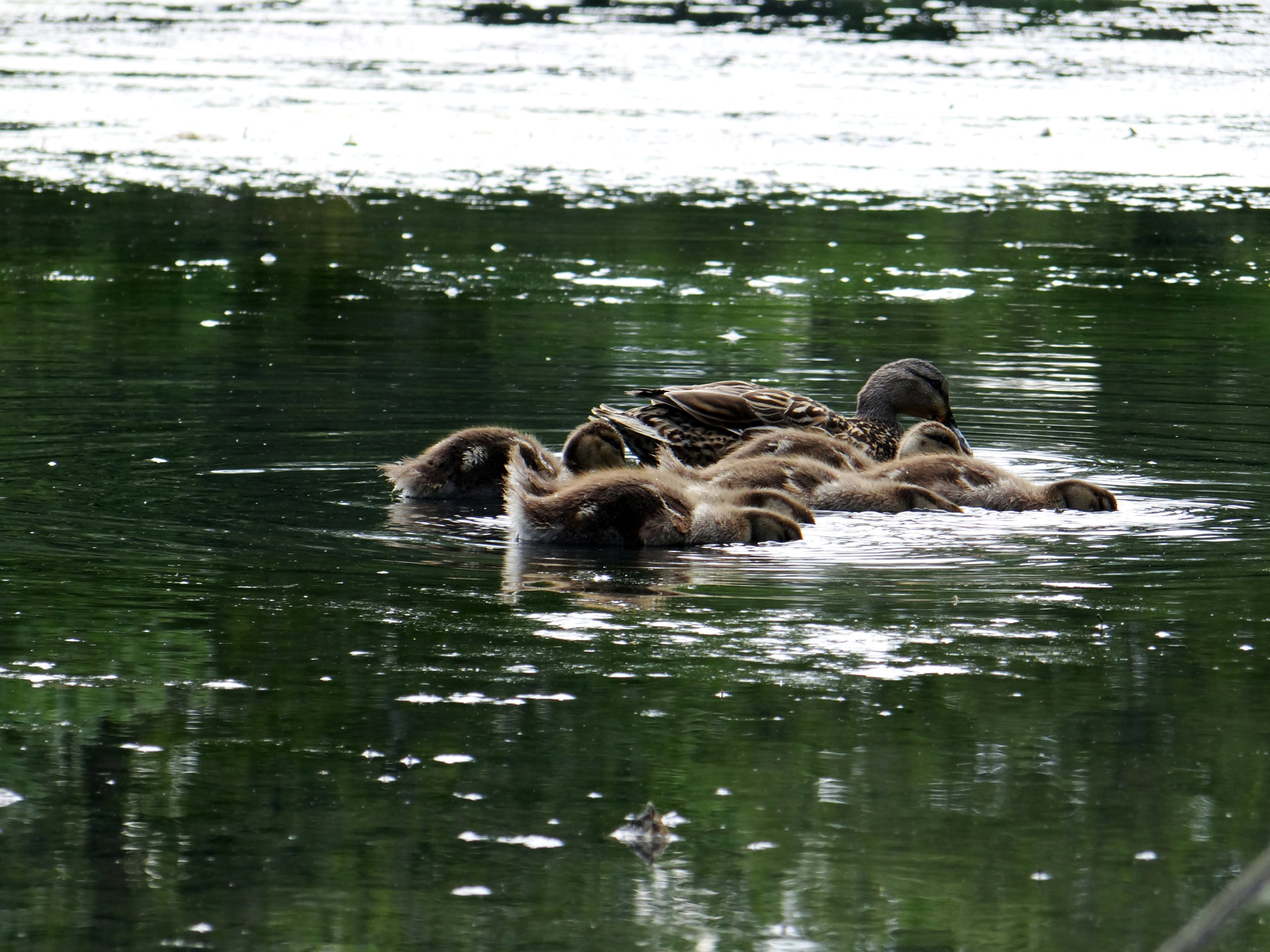 ducklings search for food water free photo