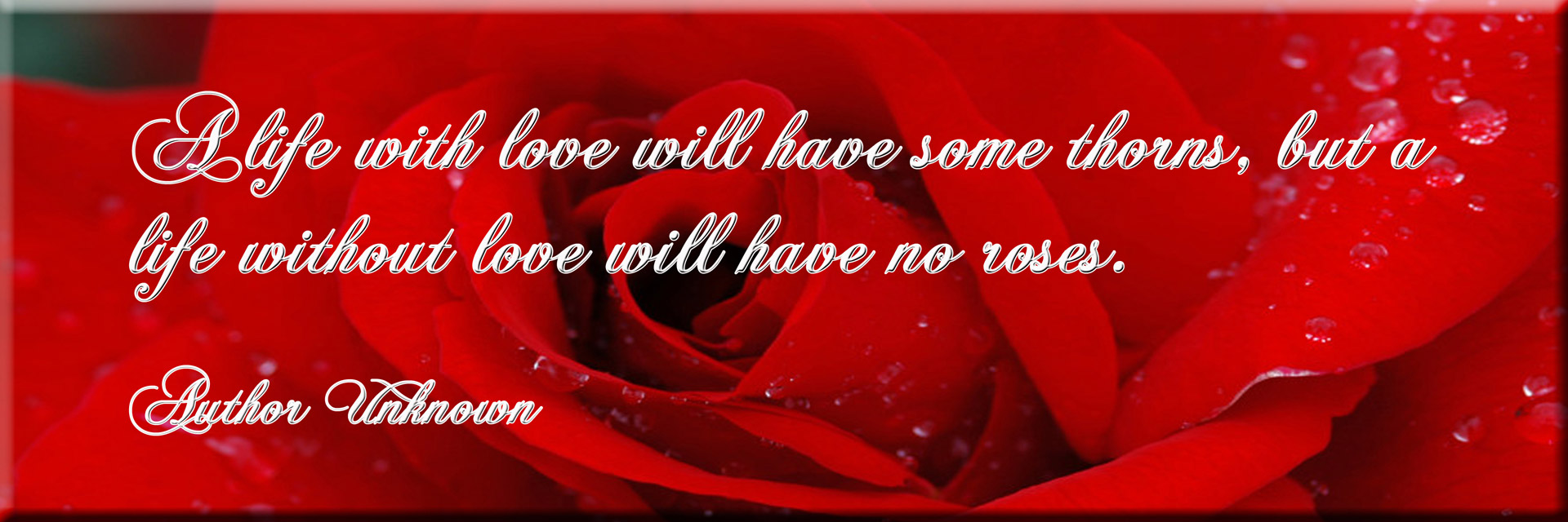 red rose quote life free photo