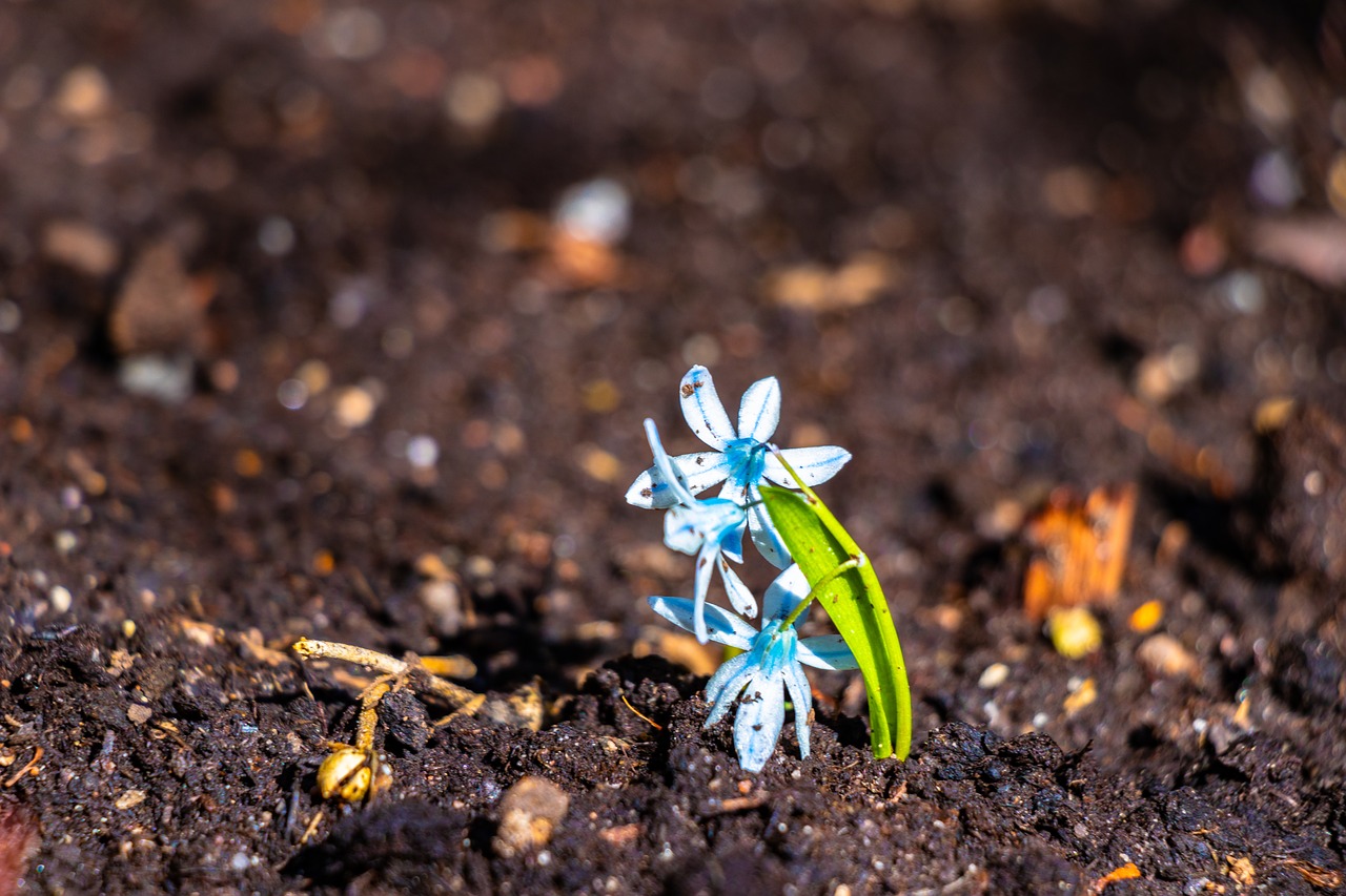 a little  nature  soil free photo