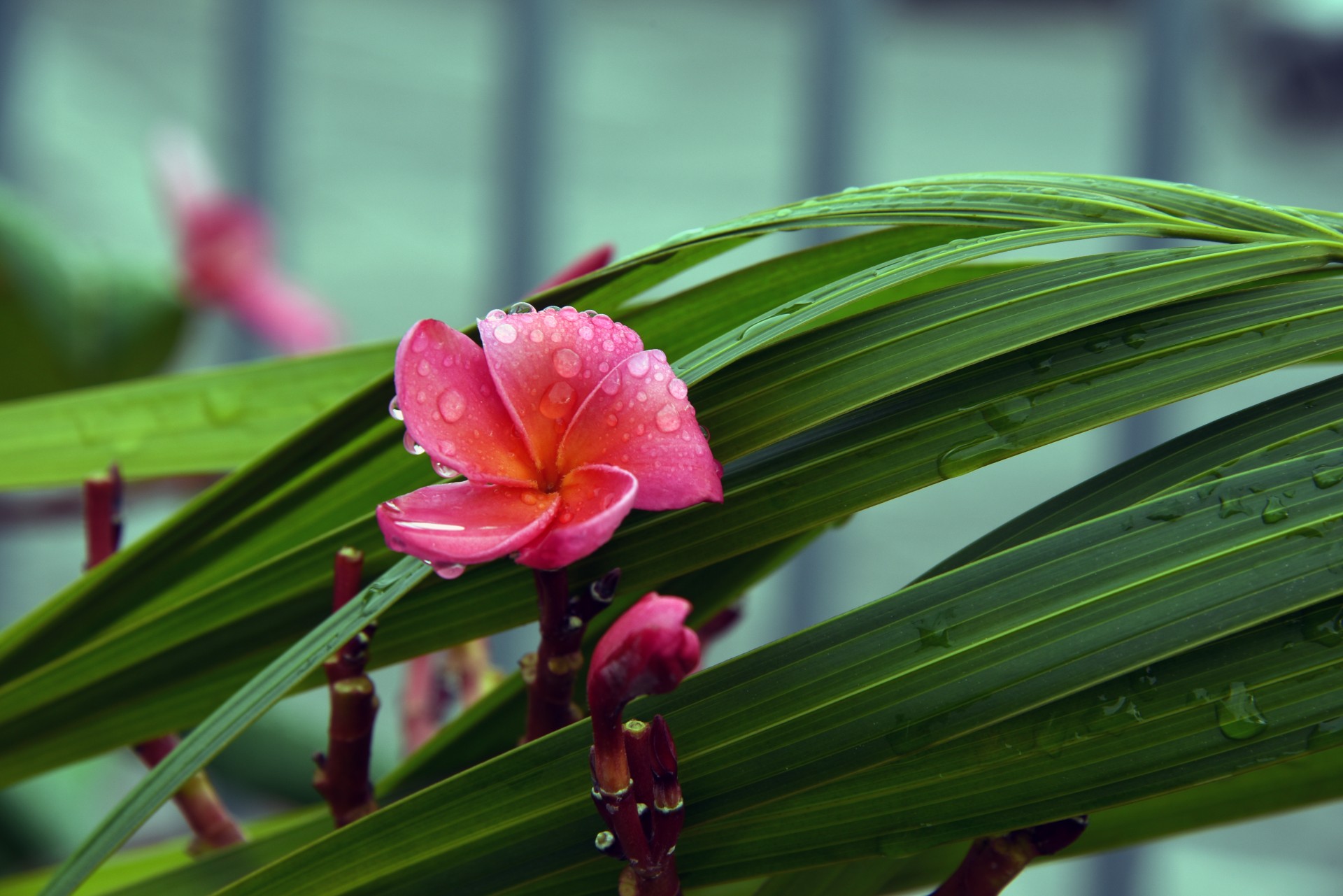 oleander flower raindrop free photo