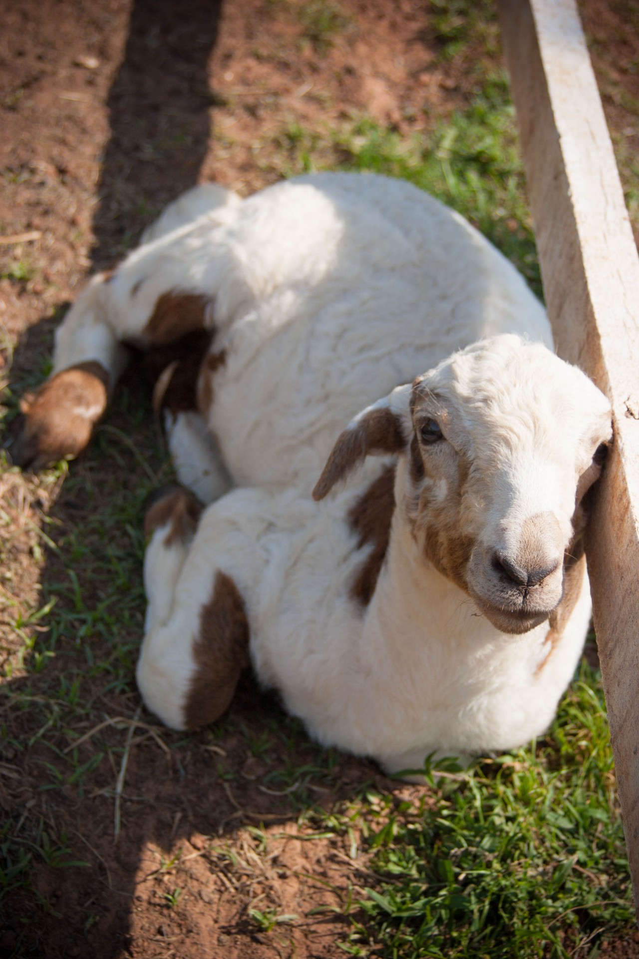 sheep animal little free photo