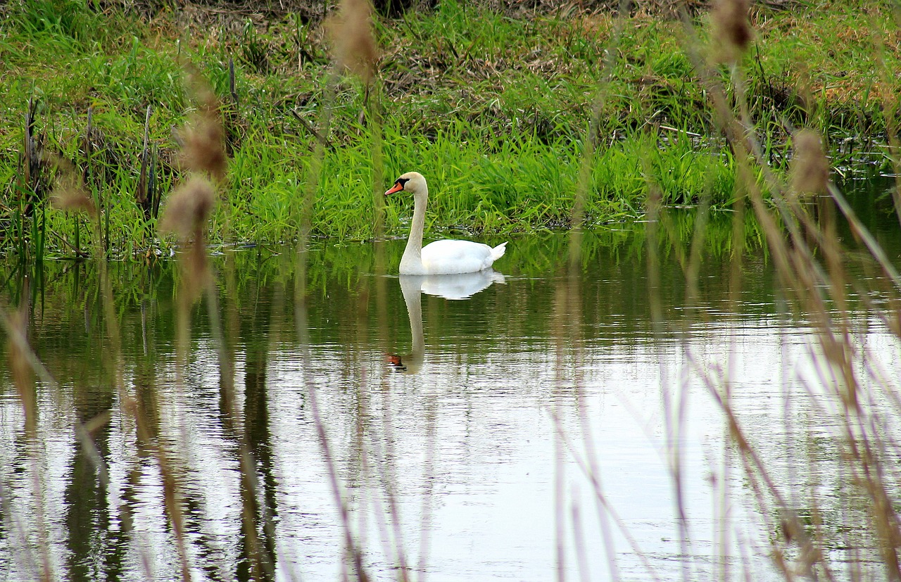 a lone swan  nature  landscape free photo