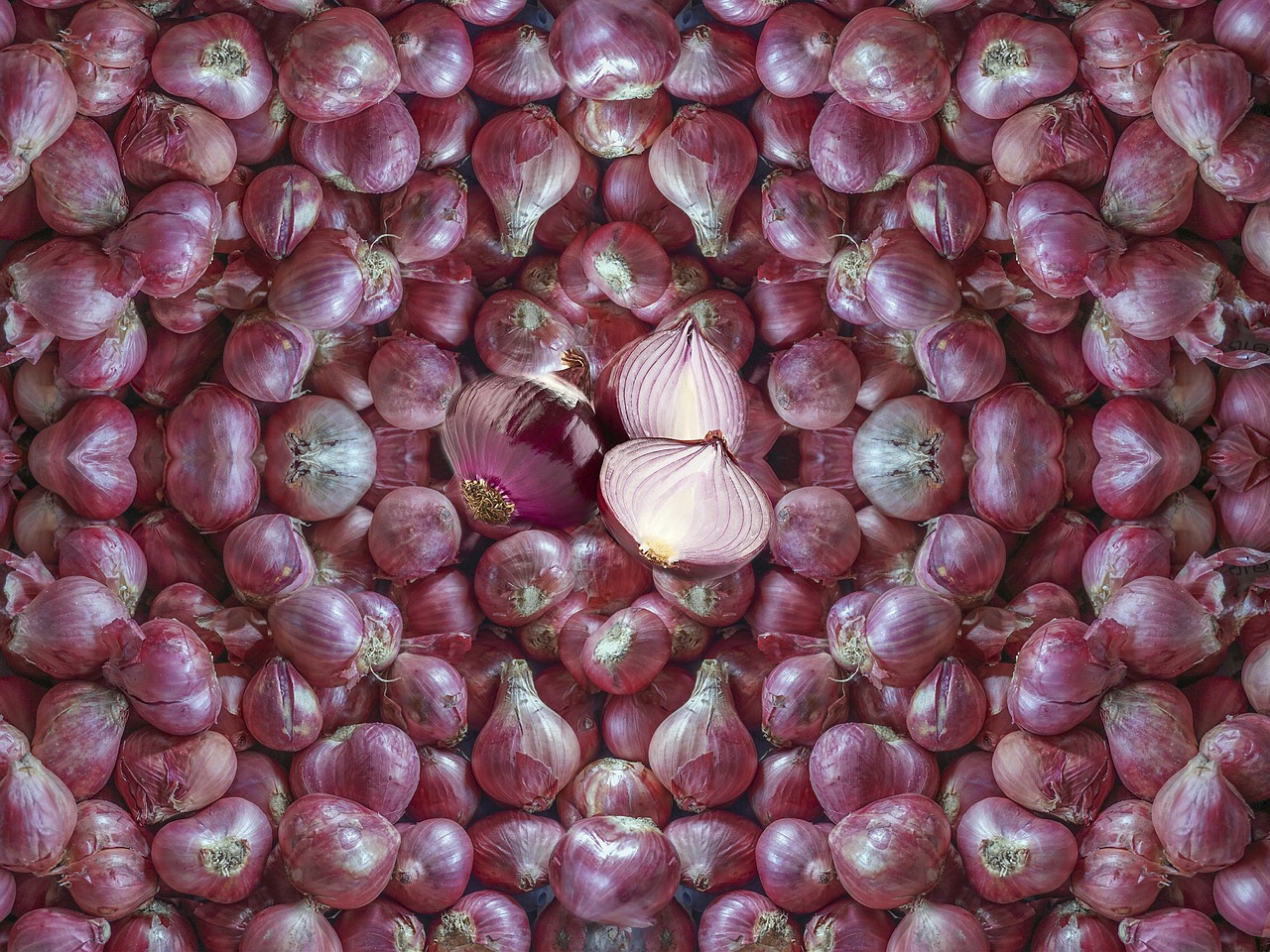 a lot of red onions free photo