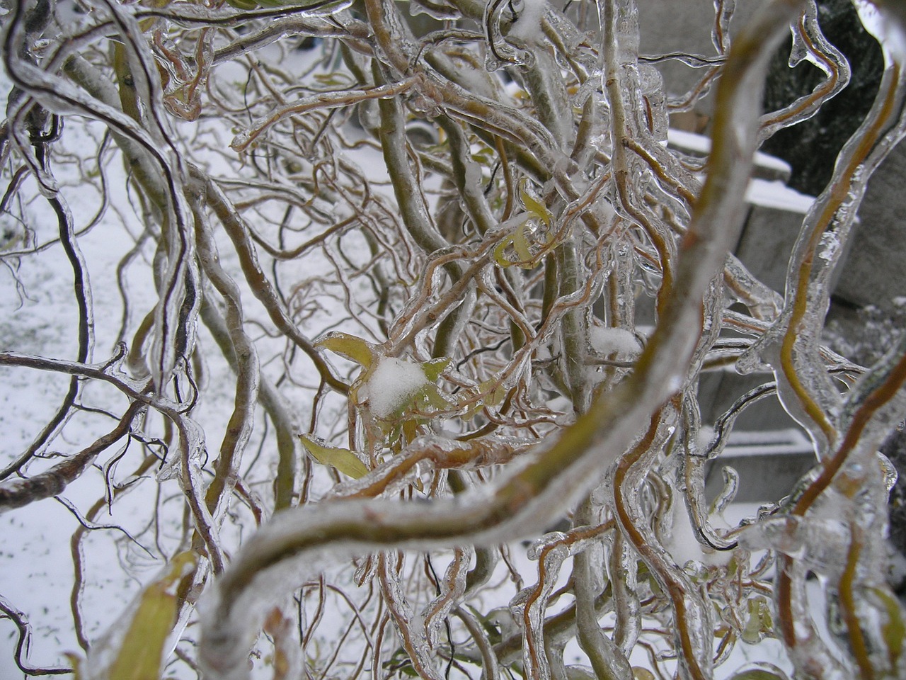 a lot of branches ice frost free photo