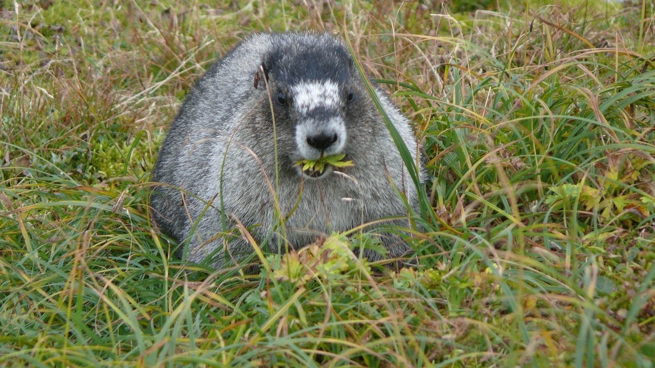 a marmot animals rodent free photo