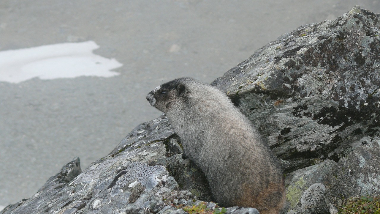 a marmot animals rodent free photo