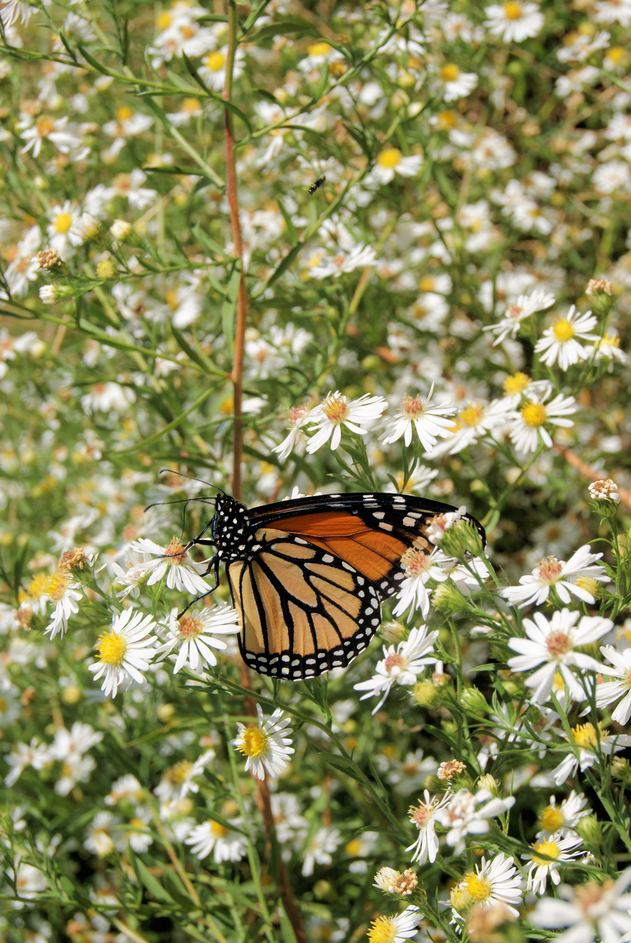 butterfly monarch white free photo