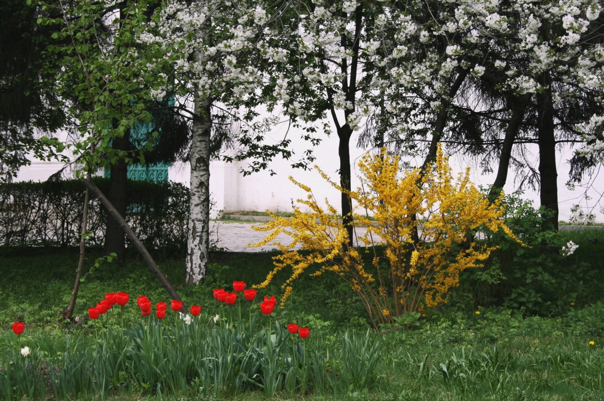 red tulips bush yellow flowers blossoms free photo