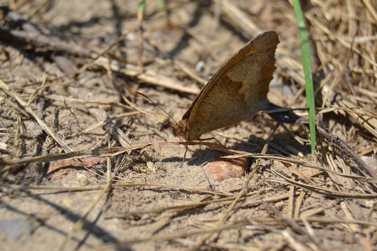 a moth worm butterfly free photo