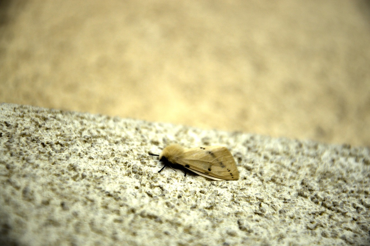 a moth insect insect night free photo