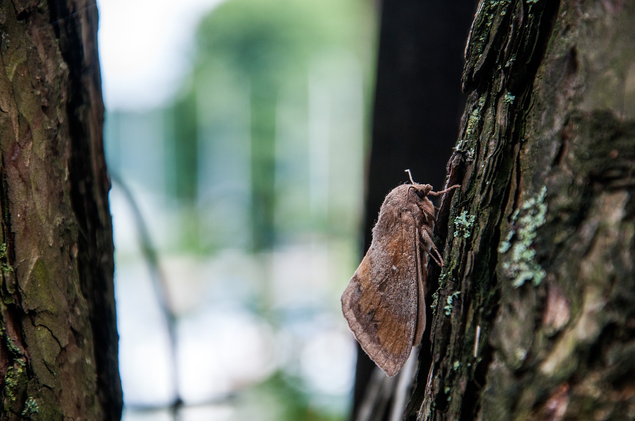 a moth  macro  insect free photo