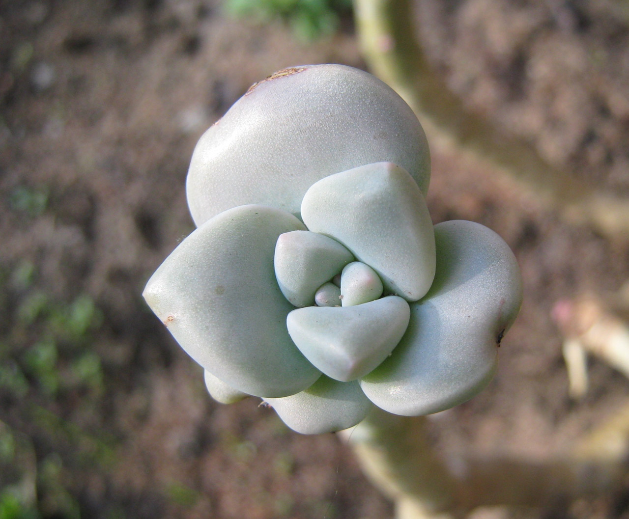 succulent buds leaves free photo