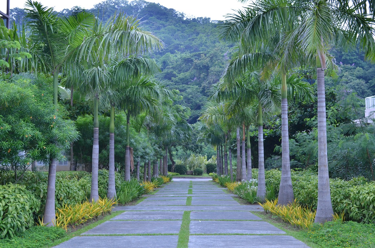 palm road as having trails to pico avenue free photo