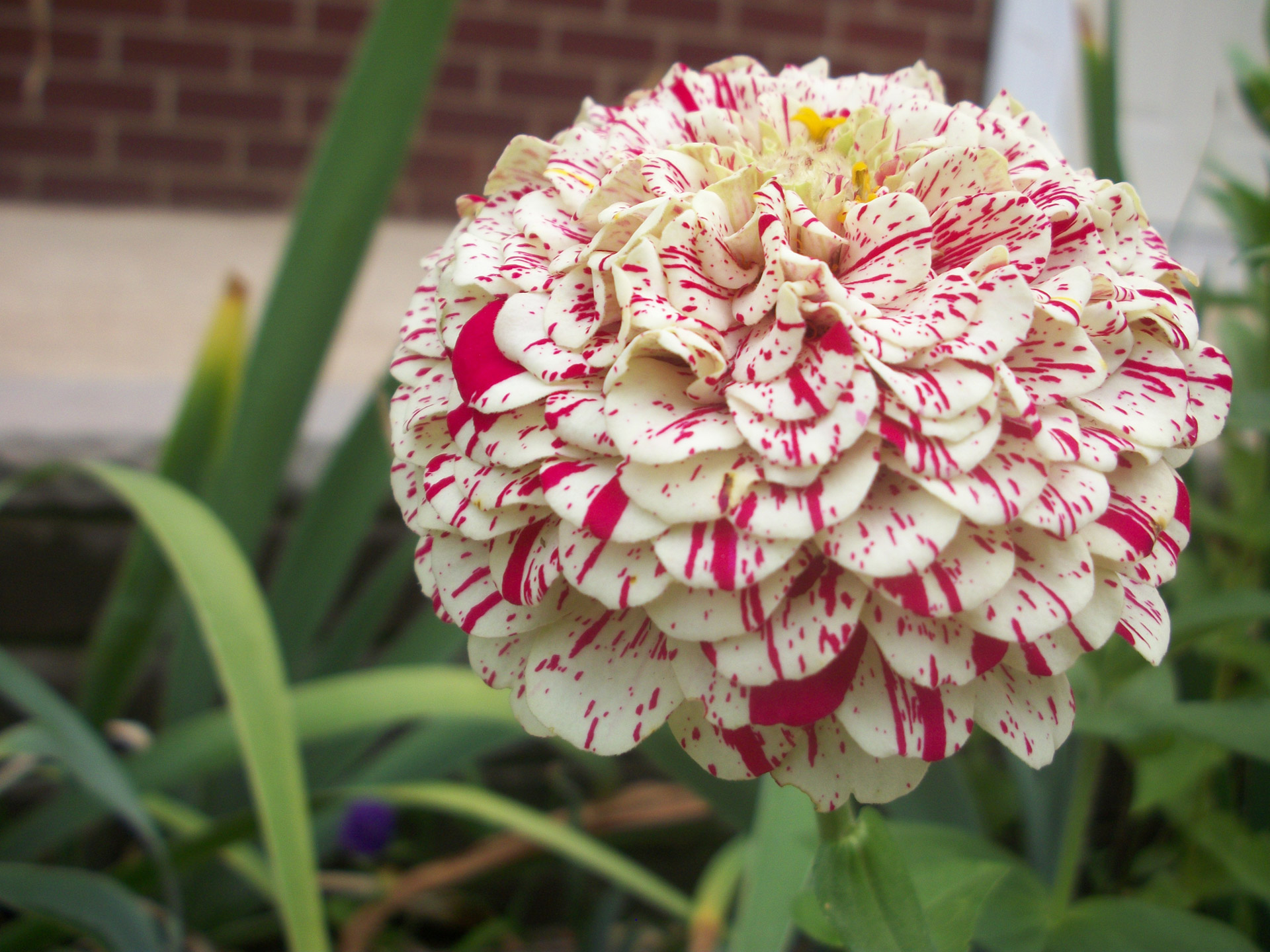 flower red summer free photo