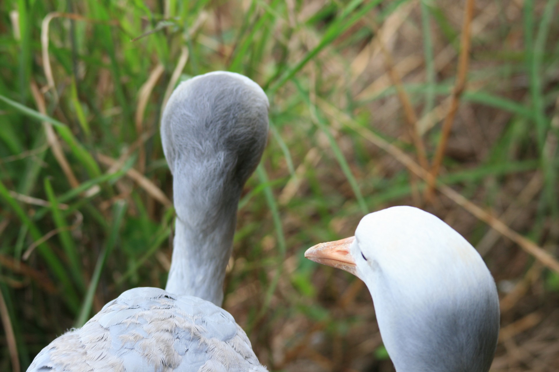 birds cranes blue free photo