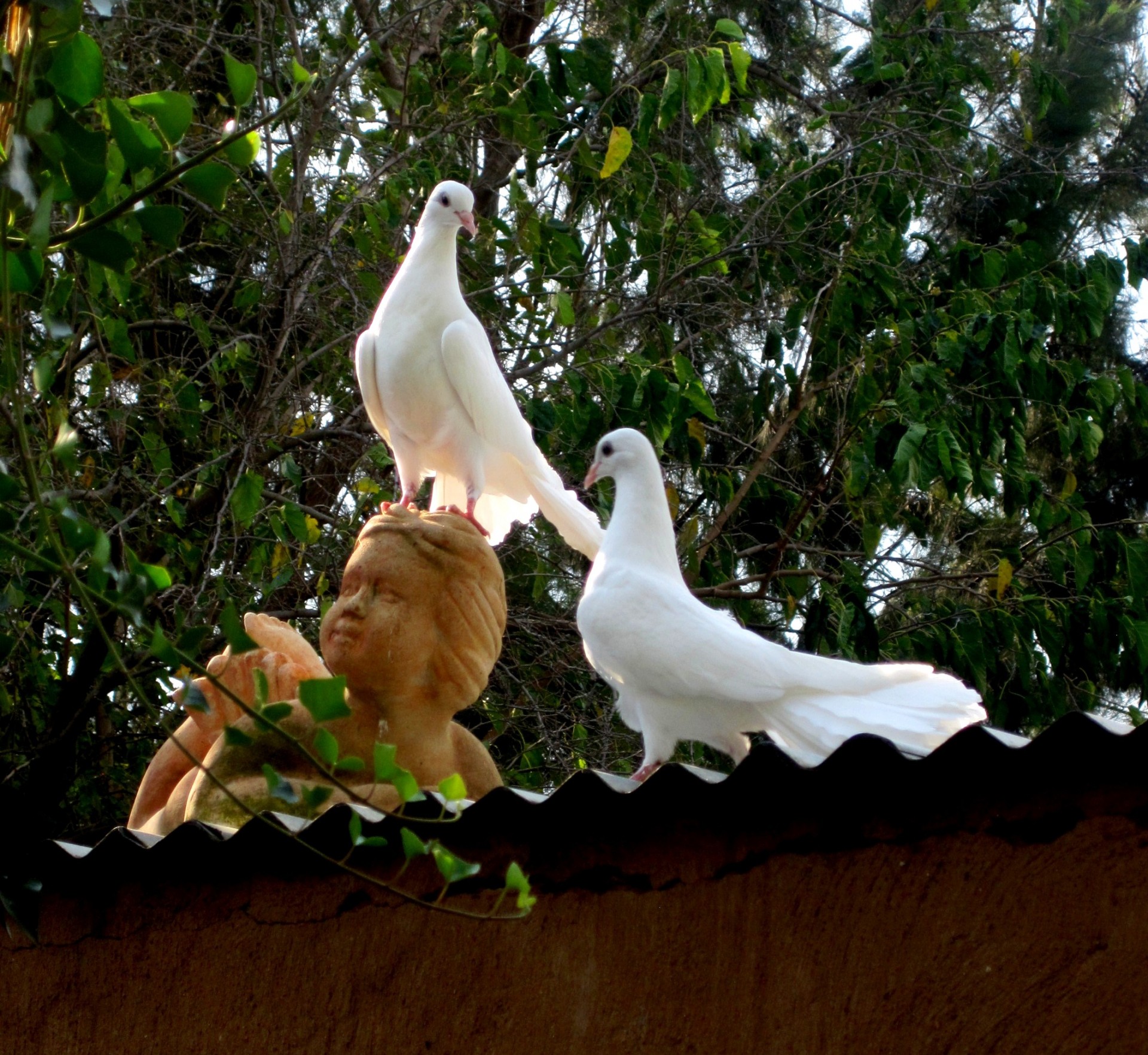 doves birds white free photo
