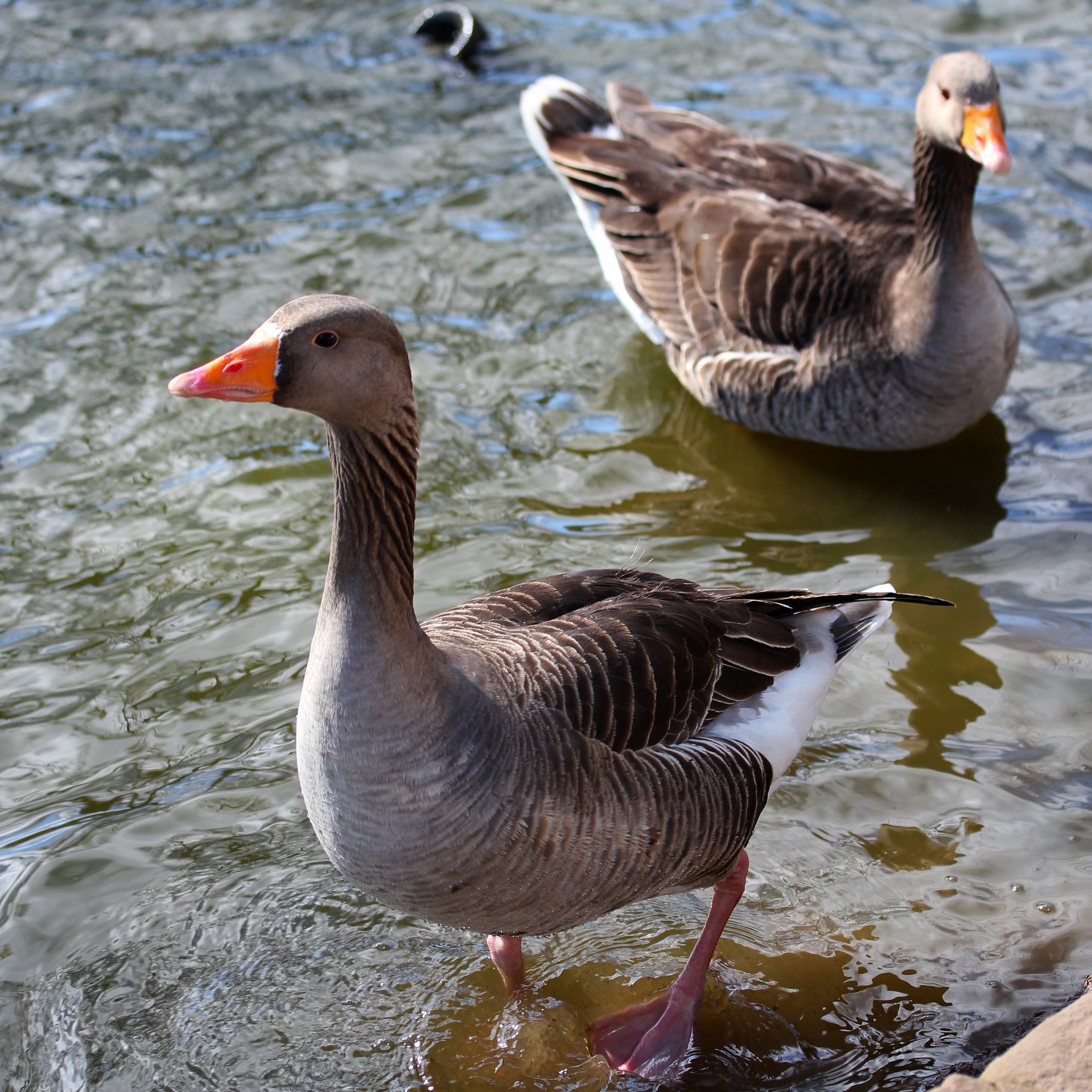 geese birds bird free photo