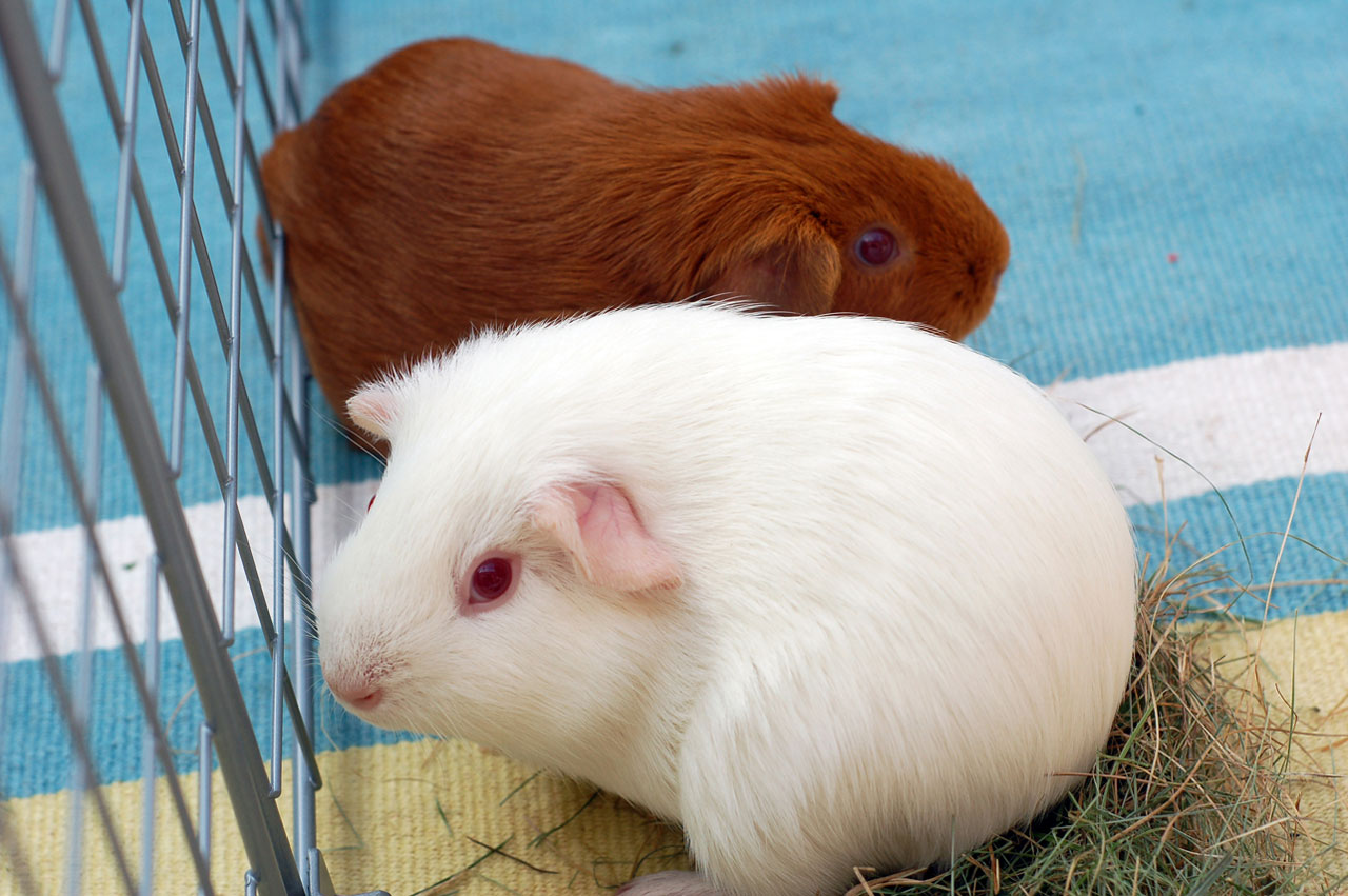 guinea pig animal free photo