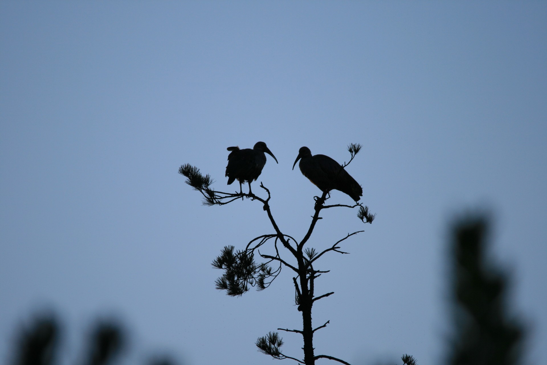 birds hadida large free photo