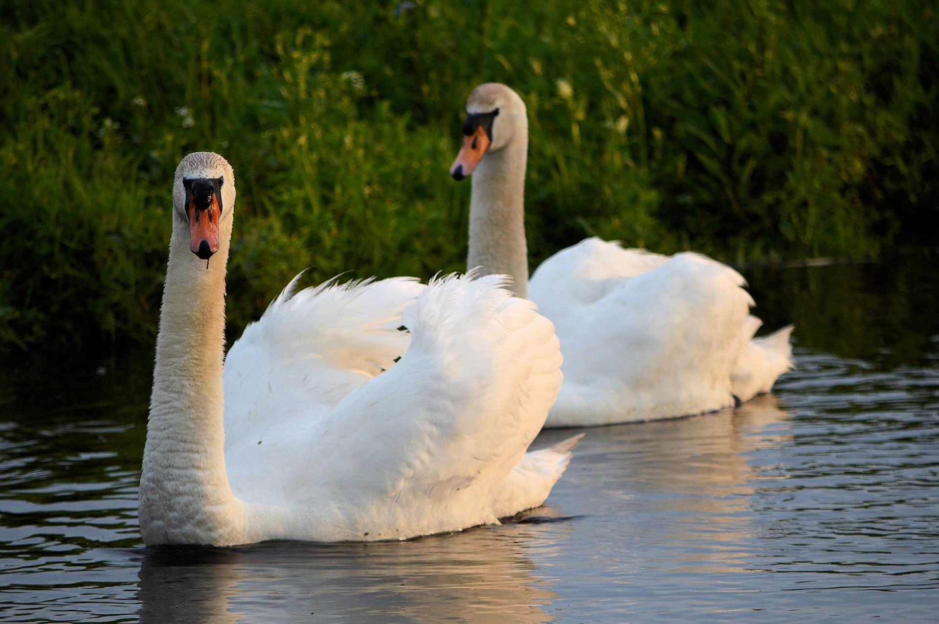 swan pair nature free photo