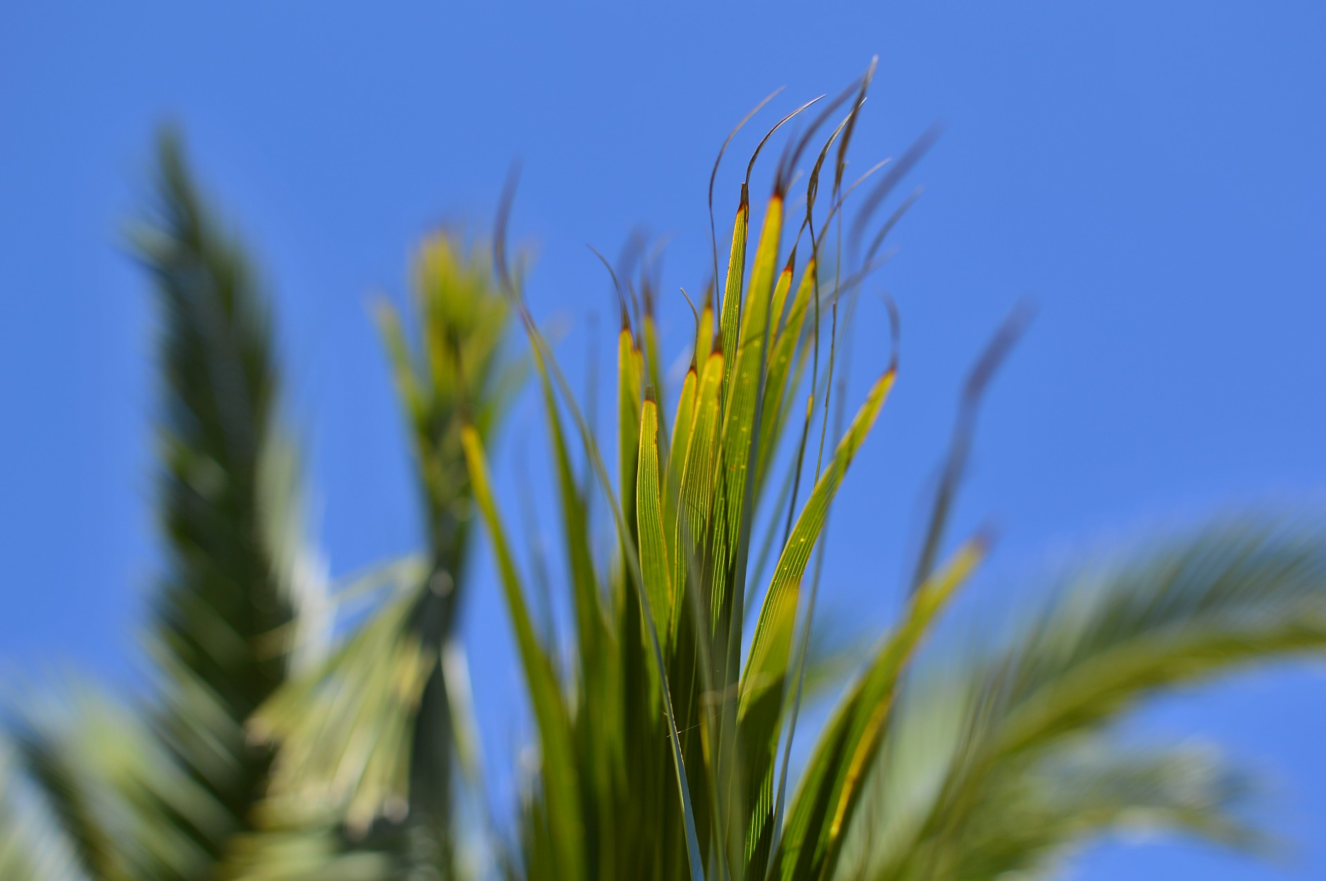 palm tree leaf sky free photo