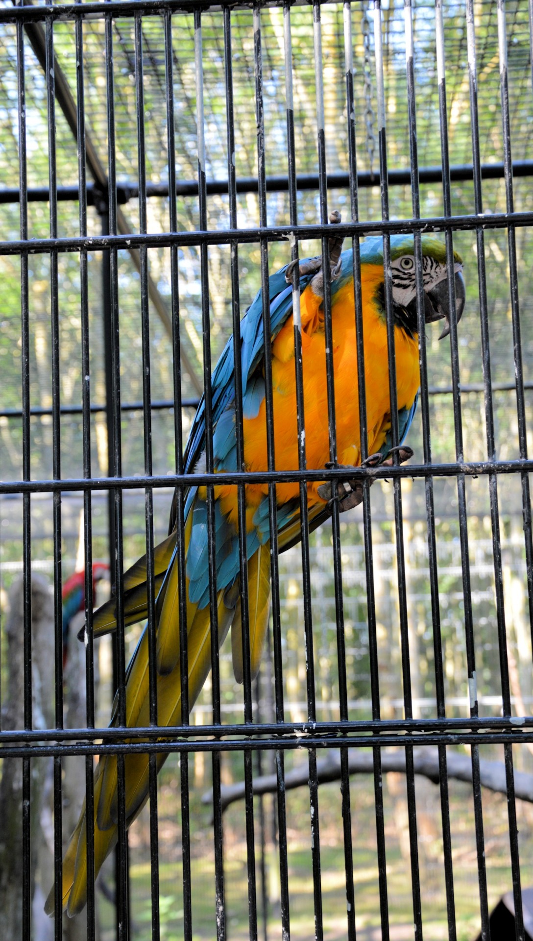 parrot bird bars free photo