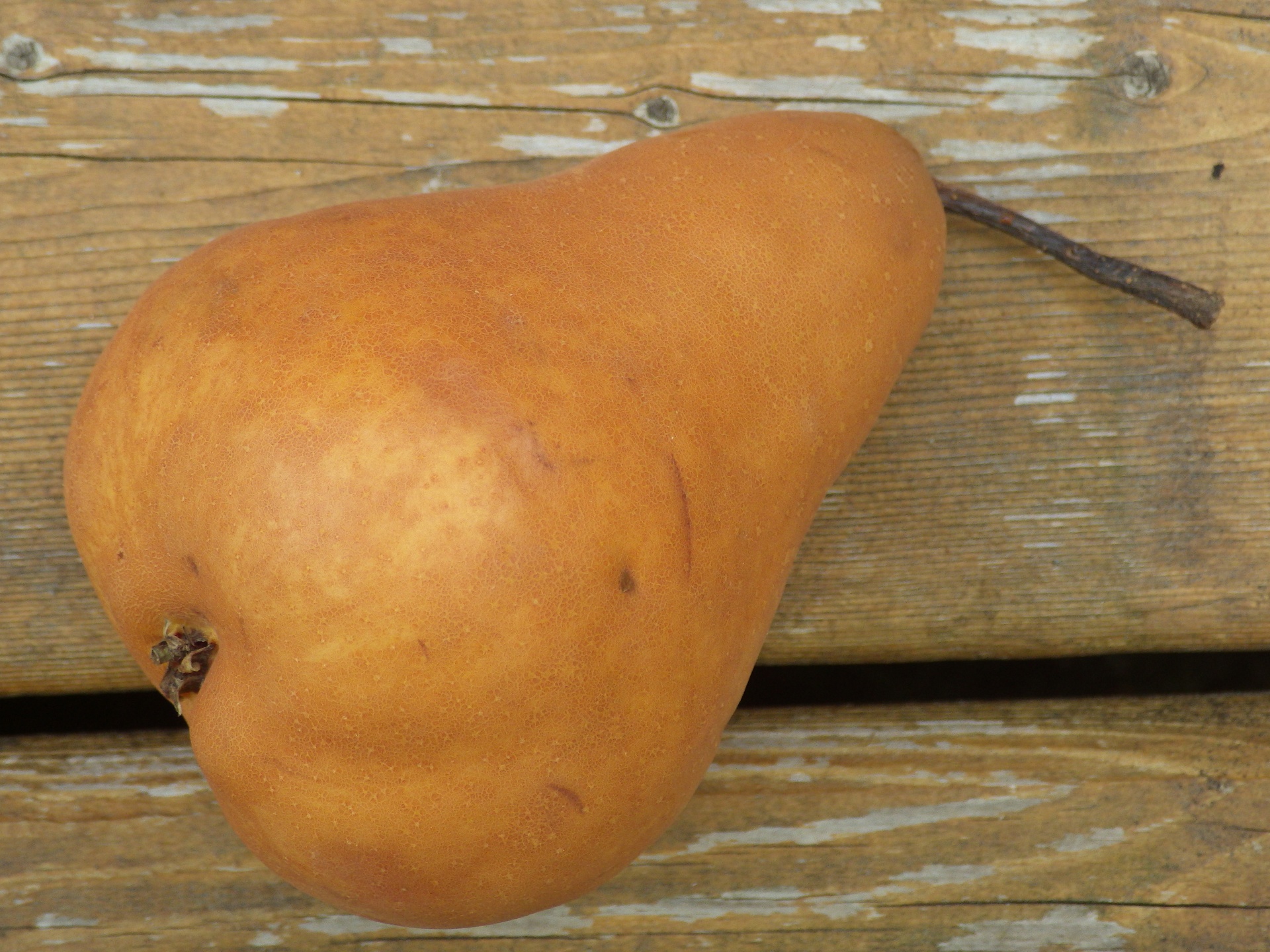 pear fruit close up free photo