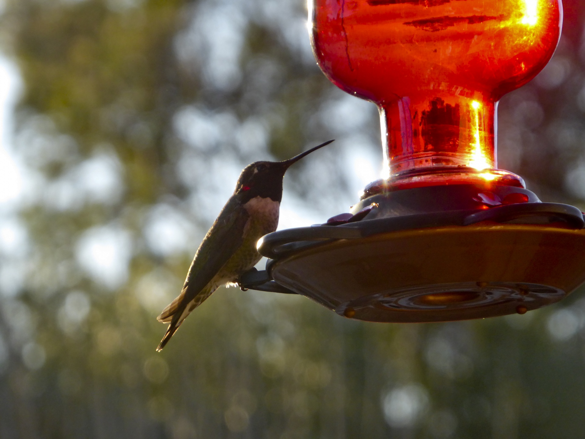 hummingbird perched sitting free photo
