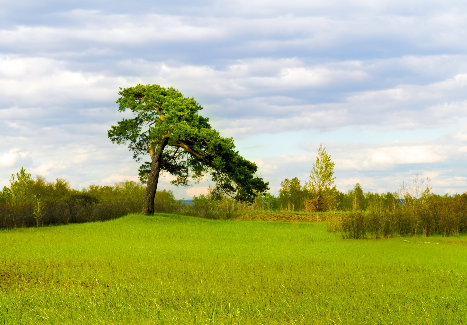 pine tree pine landscape free photo