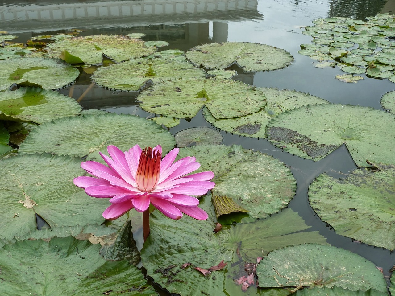 a pollution mud and not dyed elegant lotus free photo