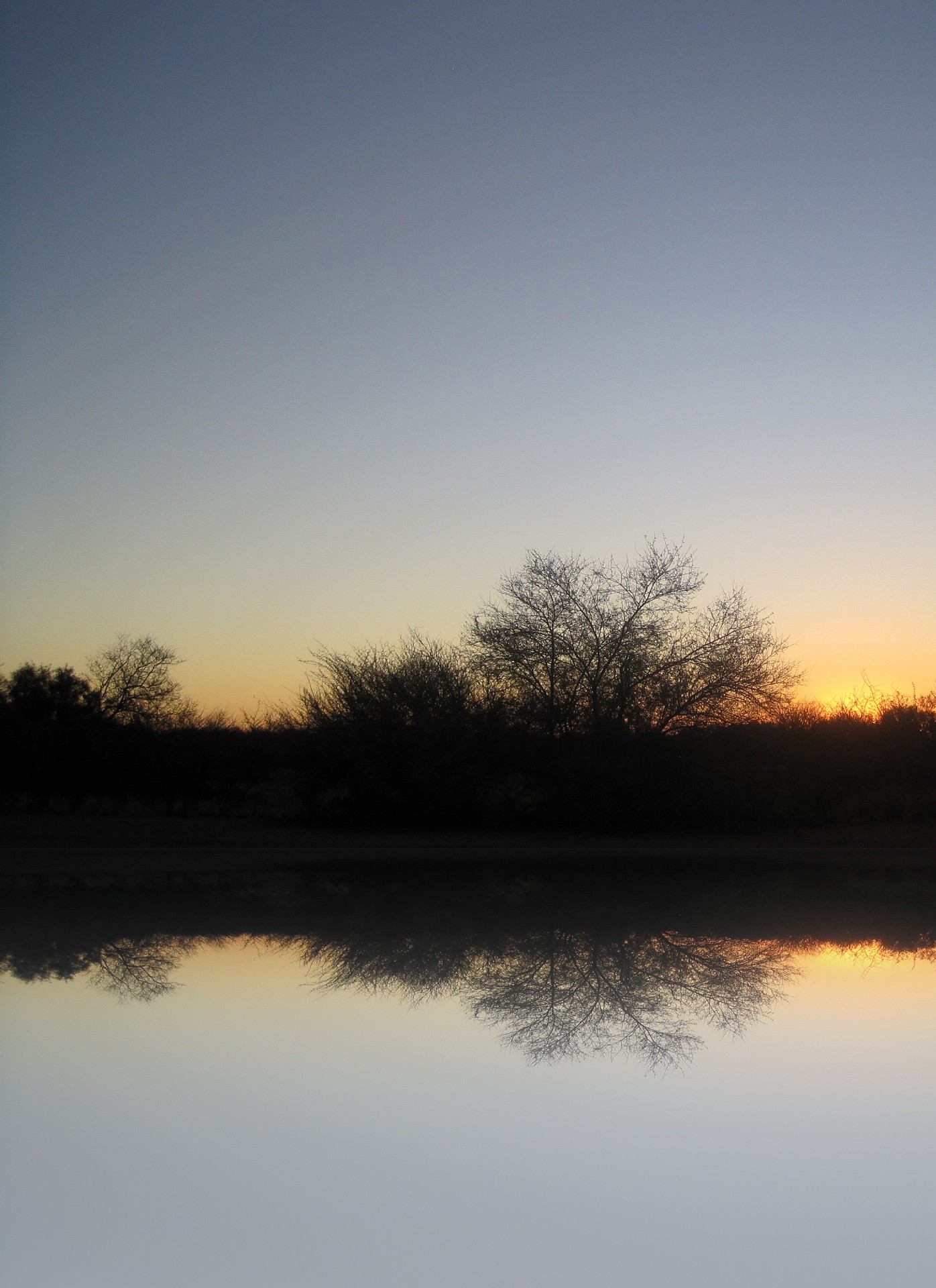 water bushes sunset free photo