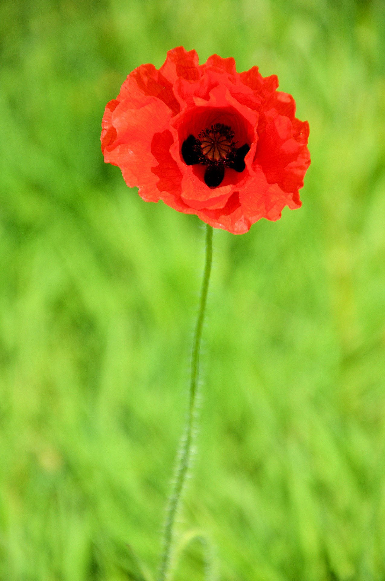 poppy com poppy flower free photo