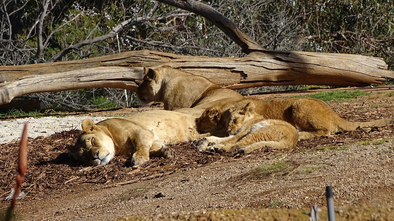 a pride of lions lion lions free photo