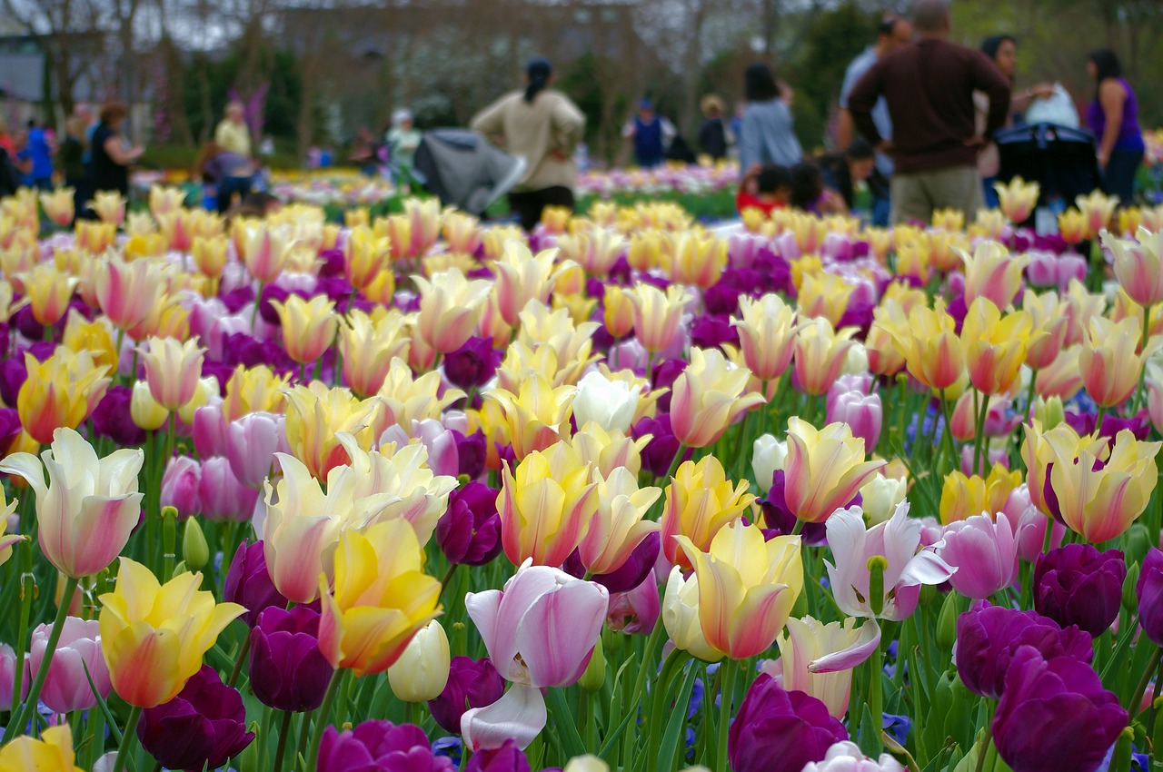 a profusion of tulips  tulips  dallas free photo