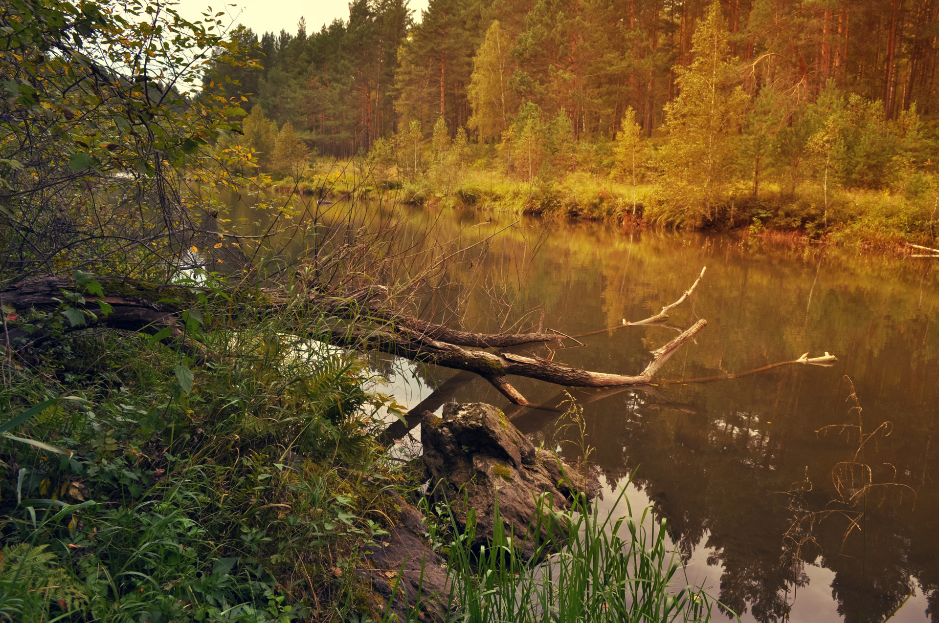 nature landscape trees free photo