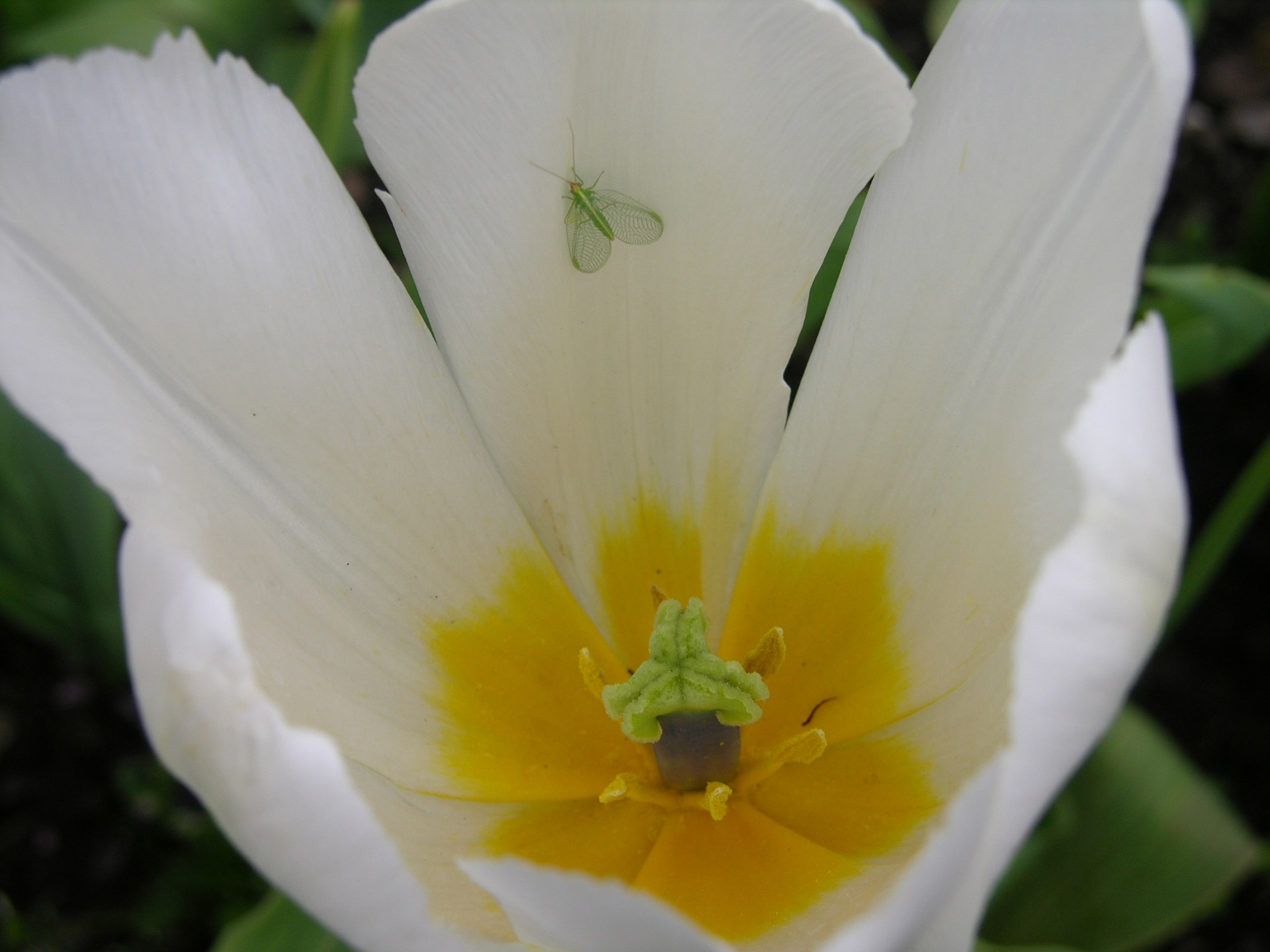 insect lacewing tulip free photo