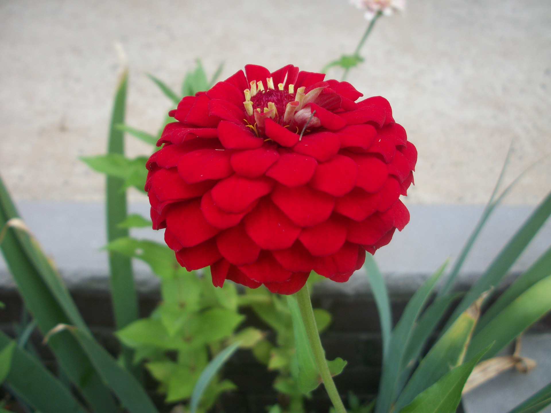 flower red summer free photo