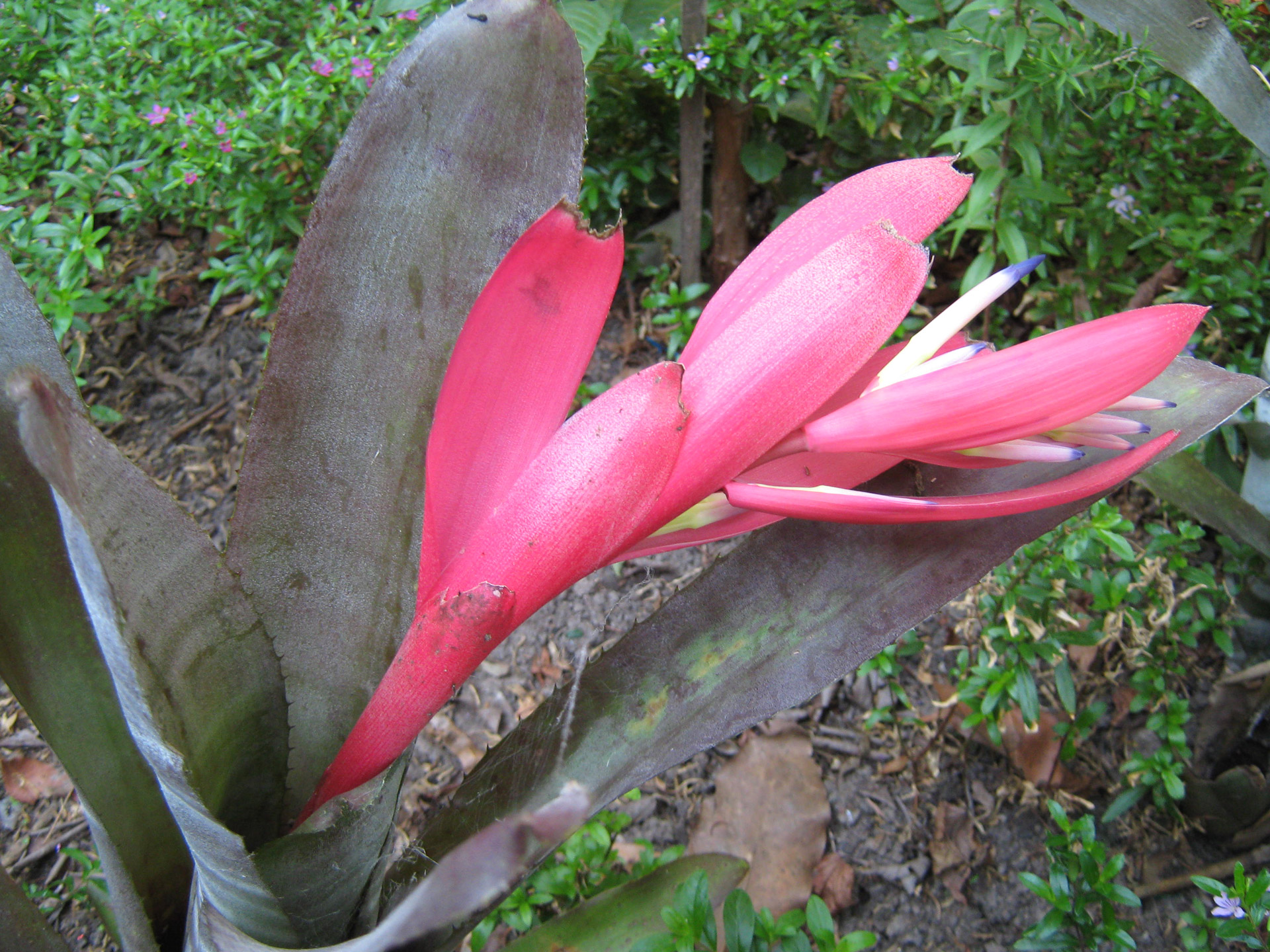 red flower succulents free photo