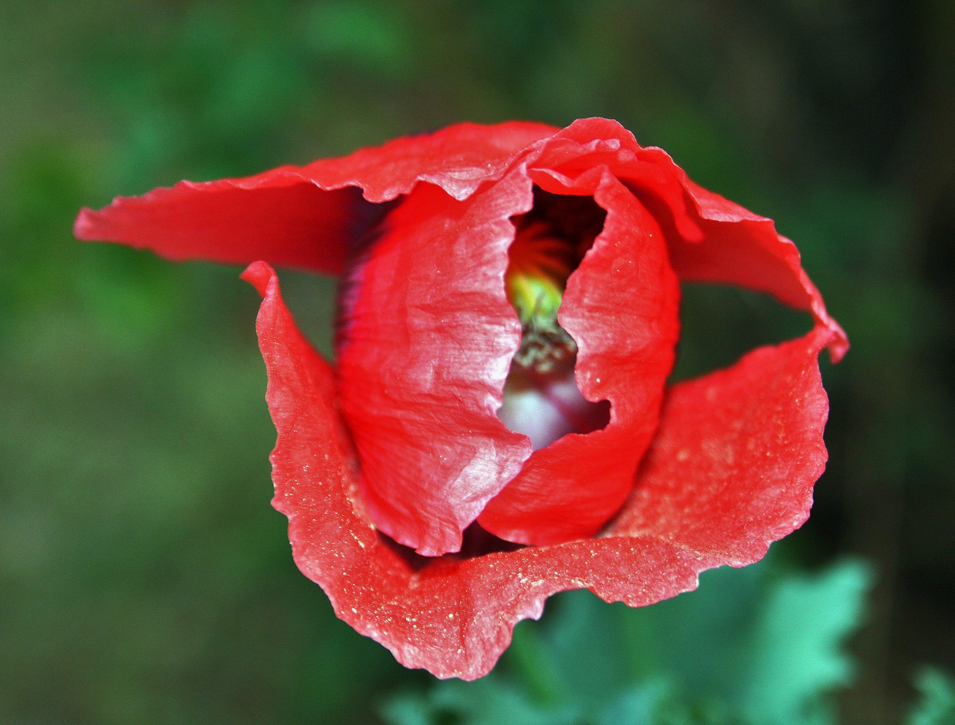 flower red poppy free photo