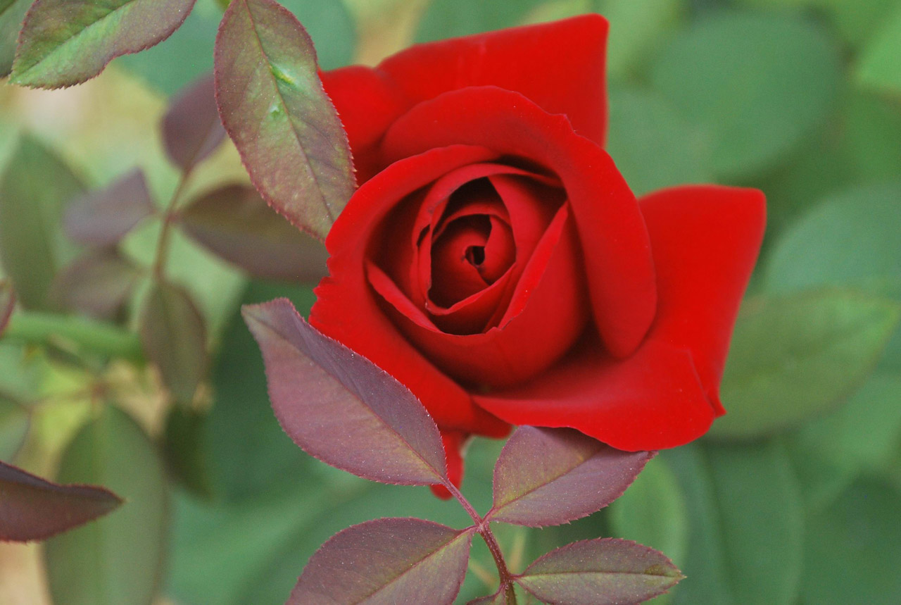 rose red flower free photo