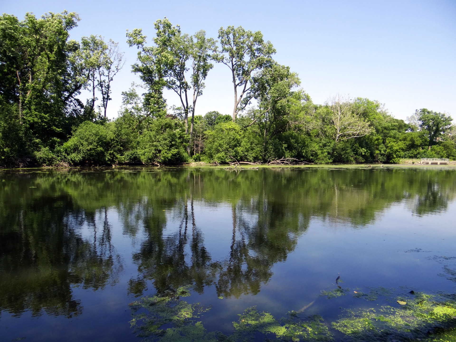 tree nature water free photo