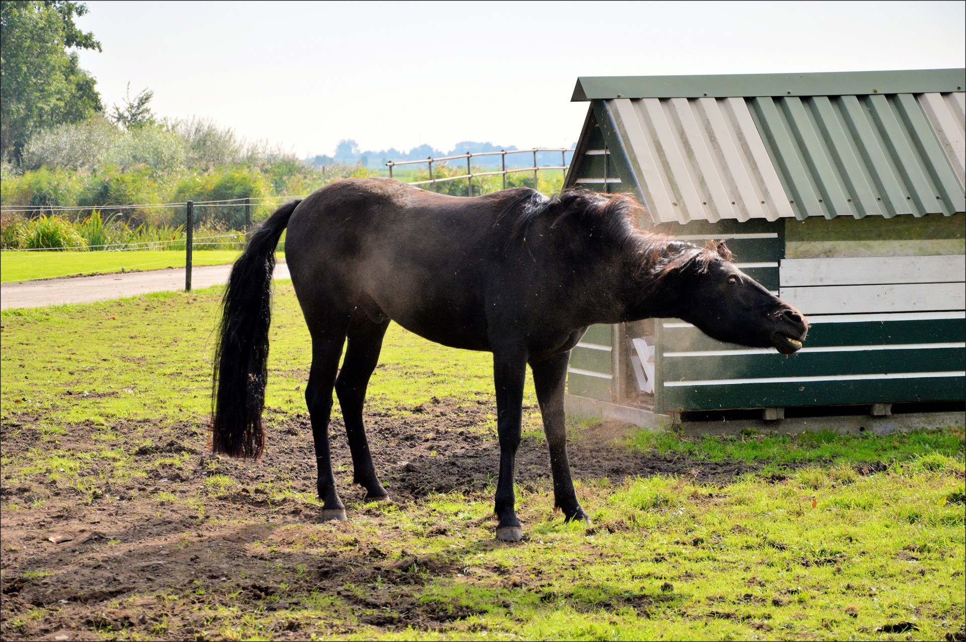 horse farm animal free photo