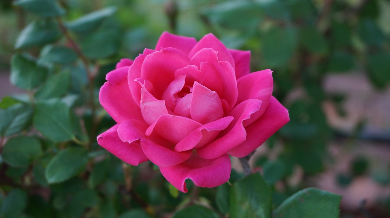 a rose romance beauty free photo