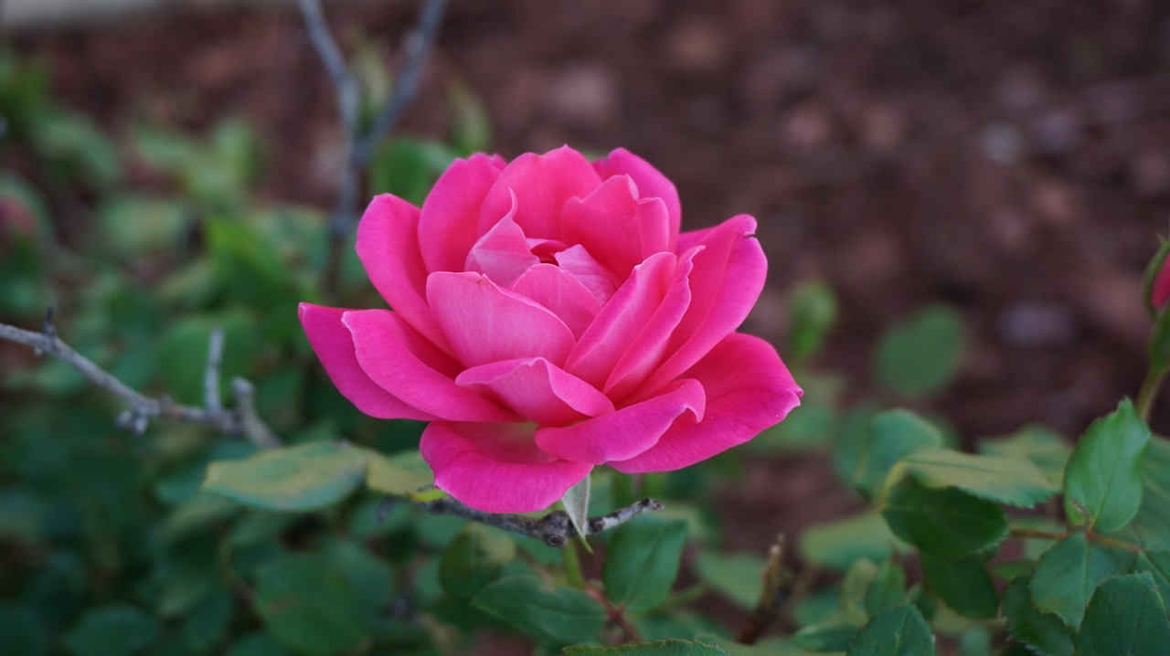 a rose romance beauty free photo