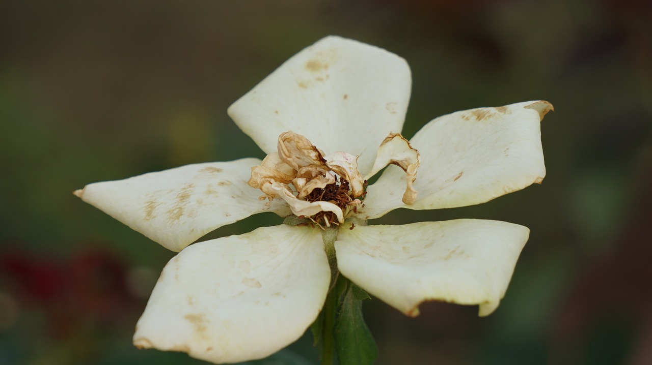 a rose rose wilt free photo